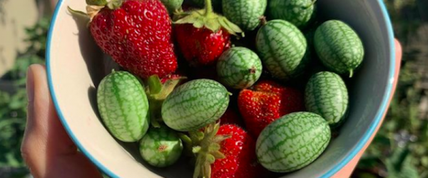 Roses, Tomatoes & Cucamelons Are All In The Mix At Brooklyn Rooftop Botanicals