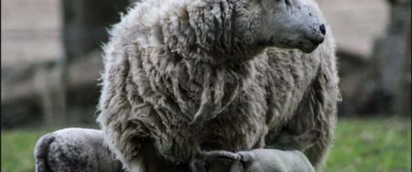 Avoid Using Your Sheep First-Aid Kit With These Tips