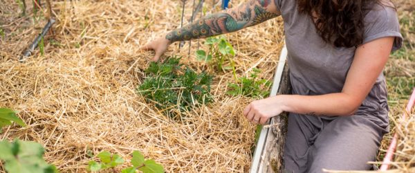 Materials For Mulching (From “The First-Time Gardener: Growing Vegetables”)