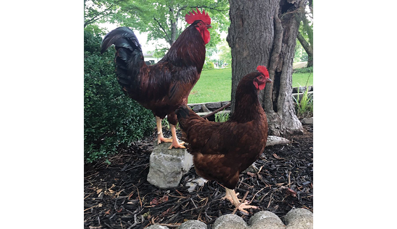 poultry picture roosters