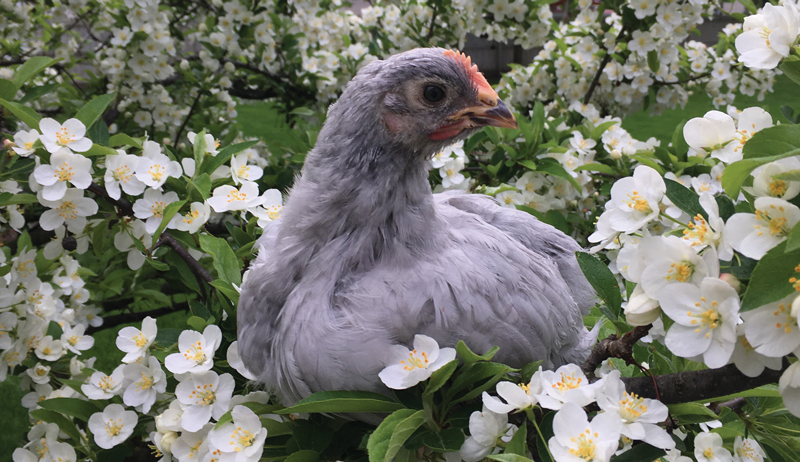 chicken hen photo