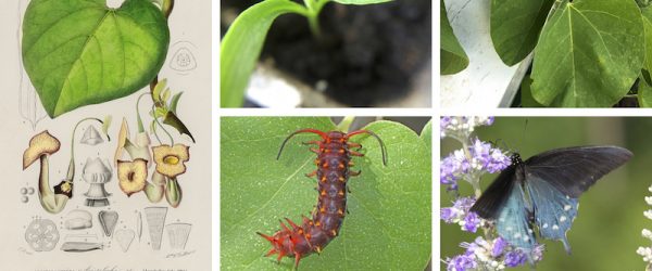 Grow This Unusual Host Plant To Attract Pipevine Swallowtails