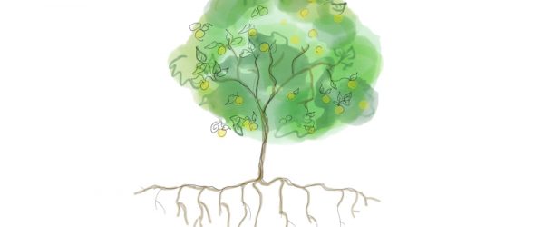 13 Principles To Remember When Planting A Tree