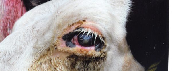 How To Protect & Treat Your Cattle Against Pinkeye