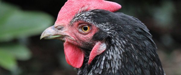 Getting Started: Which Chicken Breeds Meet Your Poultry Purposes?