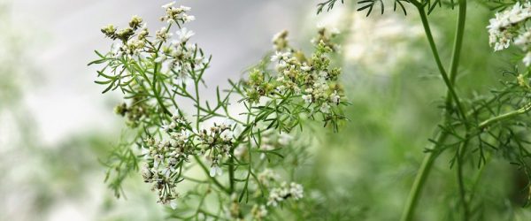 From the Herb Garden: Coriander/Cilantro