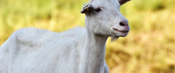 Nutritional Needs For Kidding & Lactating Goats