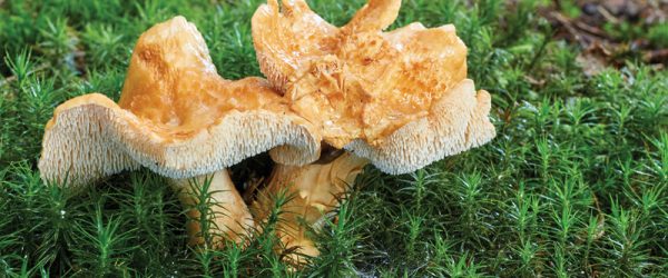 Don’t Be Afraid To Forage Hedgehog Mushrooms