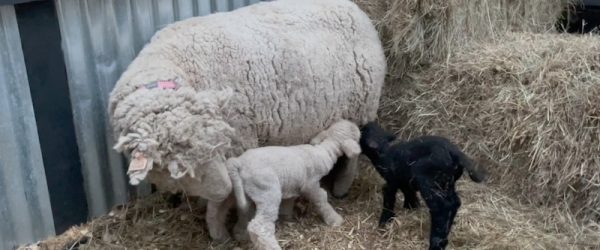 How To Band A Lamb Tail In 3 Steps (Video)