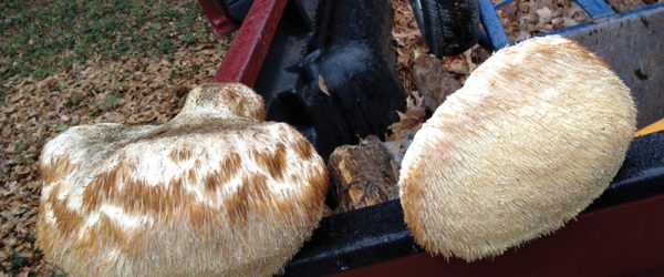 How (& Why) To Forage For Lion’s Mane Mushrooms