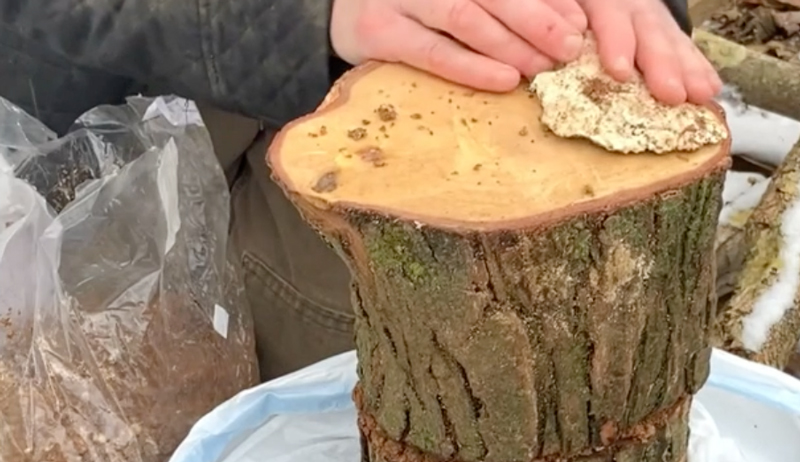 lions mane mushroom totem