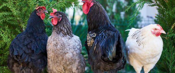 Pickin’ Poultry: Choose The Right Birds For Your Farm