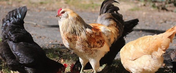 Getting Started: Selecting Your Chicken Breeds