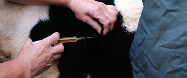 Drug Safety On The Farm Part 1: Injectable Products