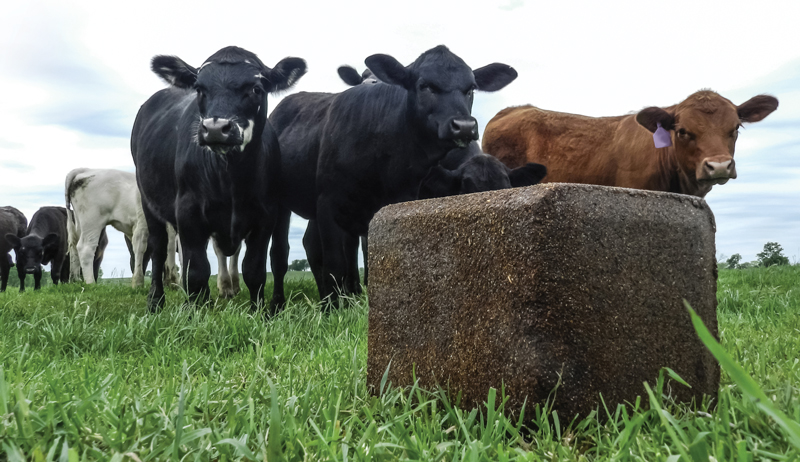 animal livestock nutrition feed