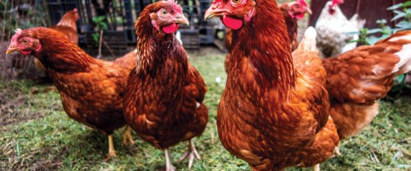 7 Tips to Prevent Respiratory Infection in Poultry