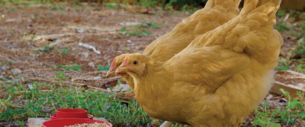 Feed Your Hens For Less With These Cost-Savvy Tips