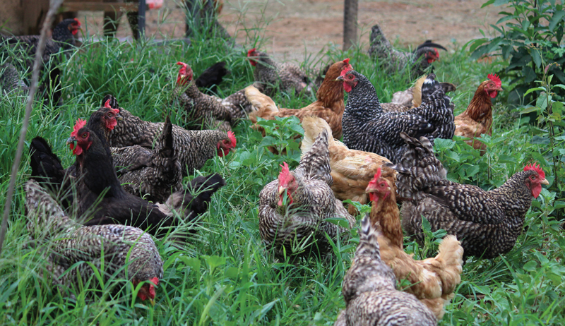 feed feeding chickens hens