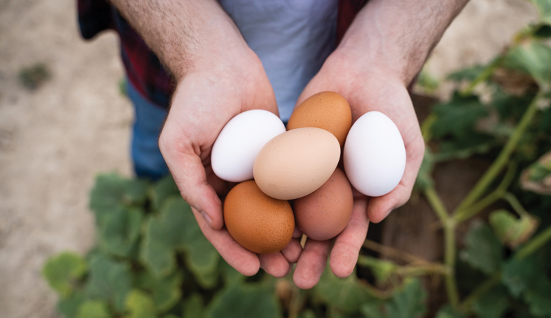 feed feeding chickens hens