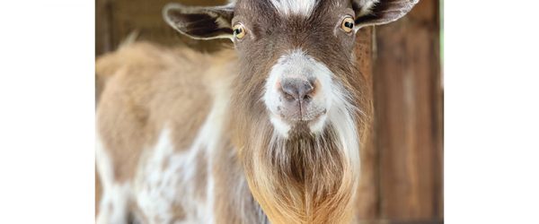 Photo Gallery: I Love My Goat Contest Winners