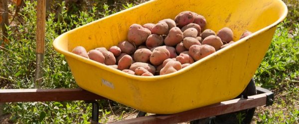 6 Ways A Wheelbarrow Is Perfect For Gardening