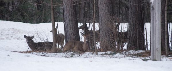 Why Windbreaks Attract Beneficial Wildlife